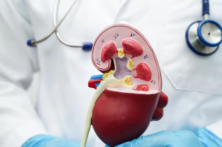 Renal/Mesenteric/Portal System Doppler